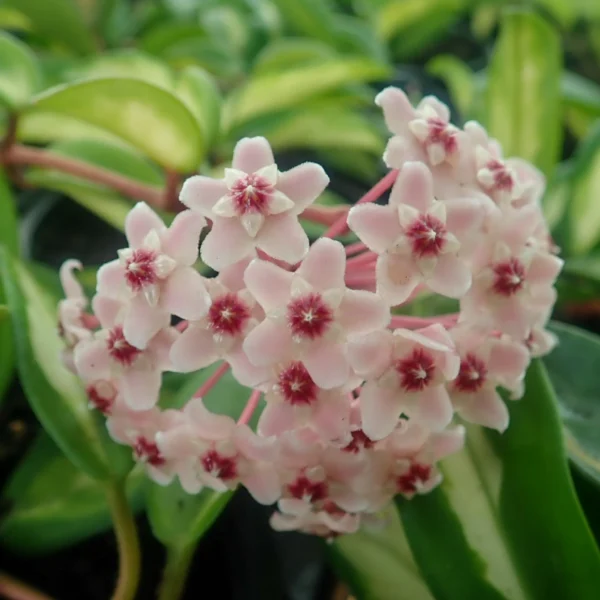 Hoya Krimson princess - Imagen 3