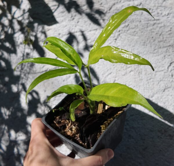 Anthurium pentaphyllum chico
