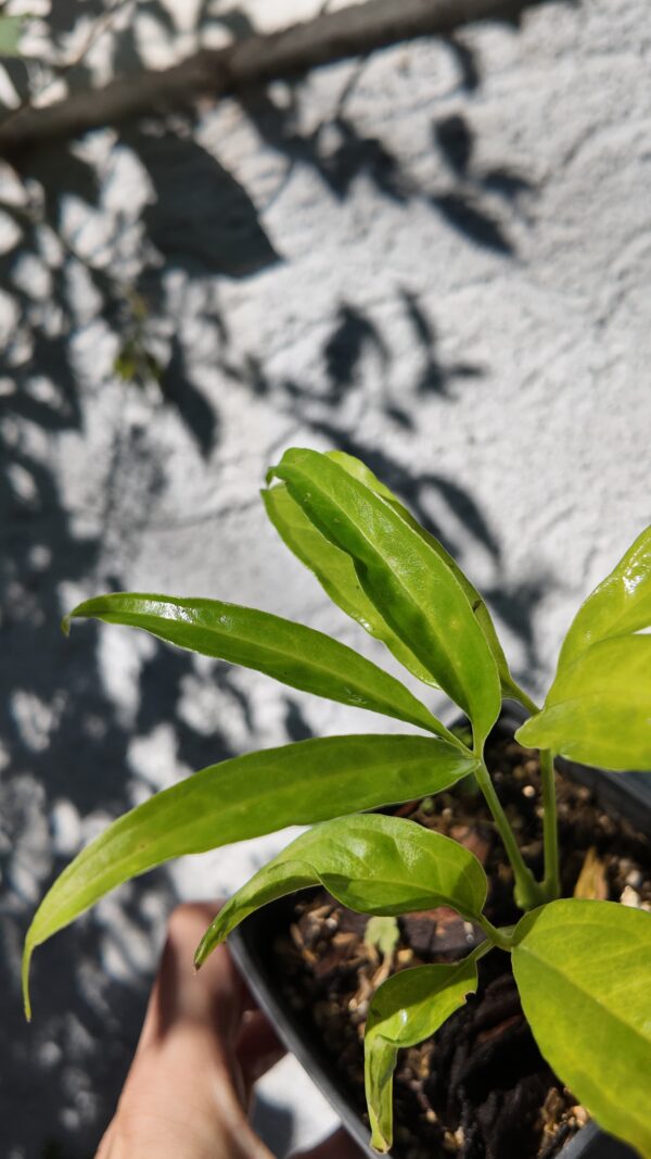 Anthurium pentaphyllum chico - Imagen 2