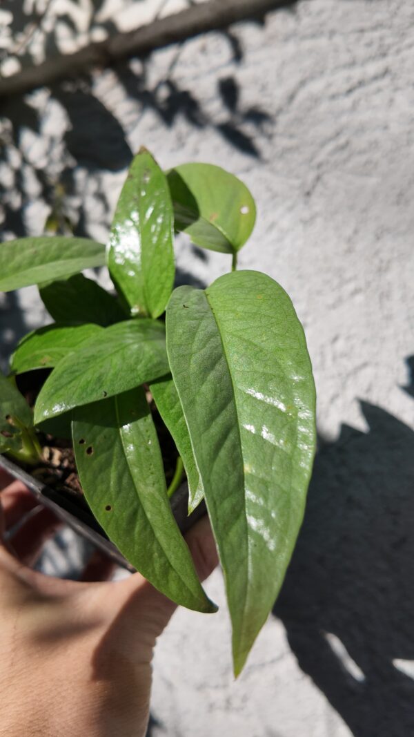 Epipremnum Cebu Blue chico - Imagen 2