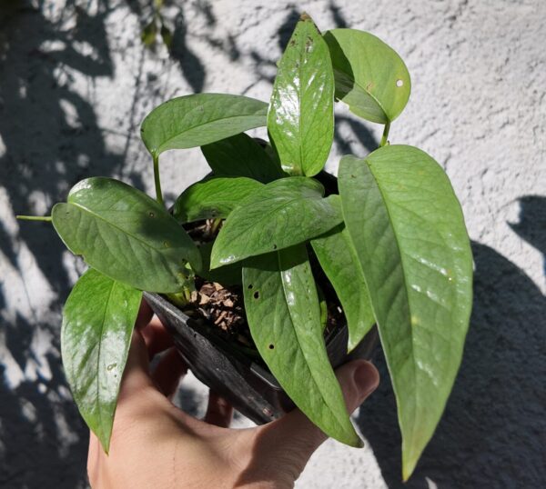 Epipremnum Cebu Blue chico