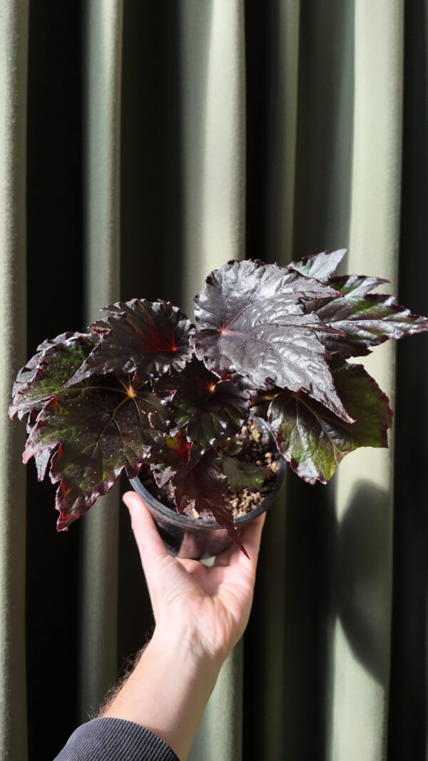 Begonia Black - Imagen 2