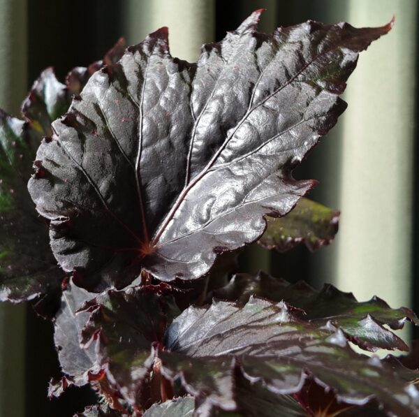Begonia Black