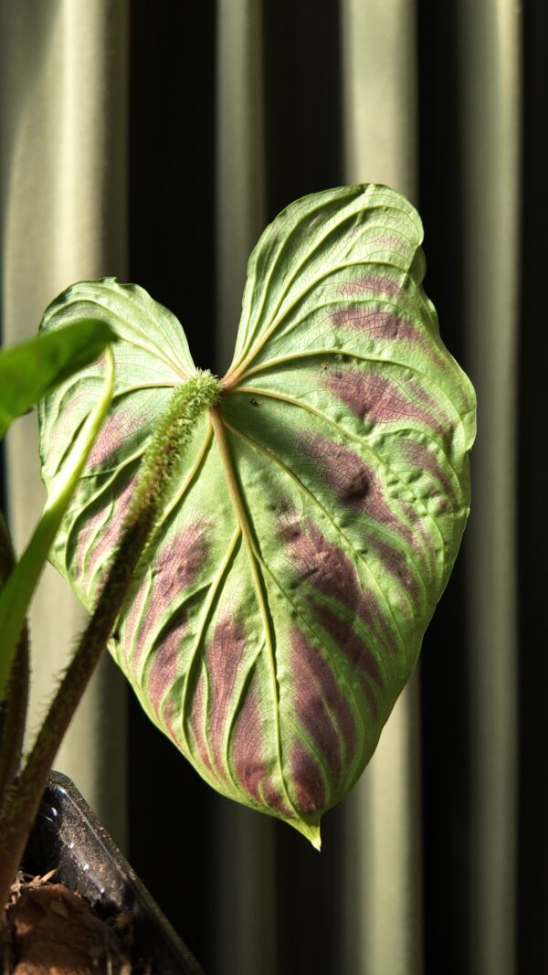 Philodendron verrucosum - Imagen 2