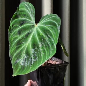 Philodendron verrucosum