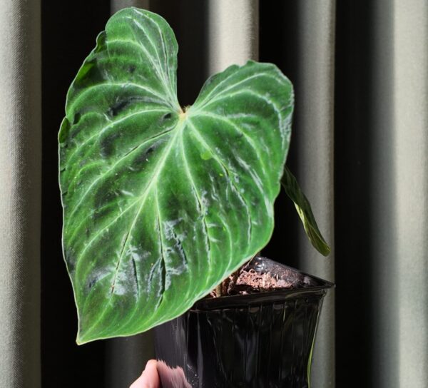 Philodendron verrucosum