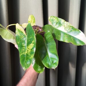 Philodendron Burle Marx Variegado