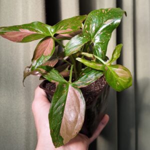 Syngonium Pink Splash