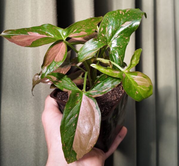 Syngonium Pink Splash