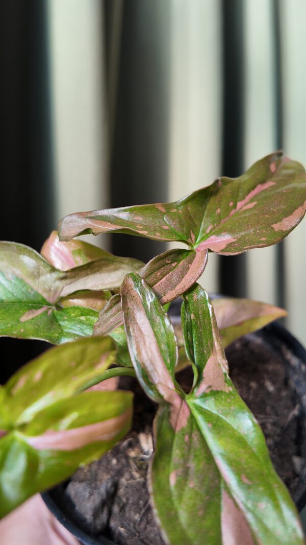 Syngonium Pink Splash - Imagen 2
