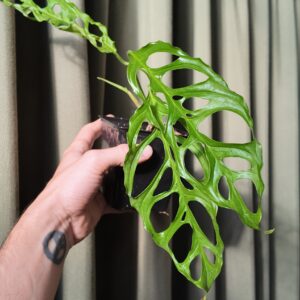 Monstera Obliqua