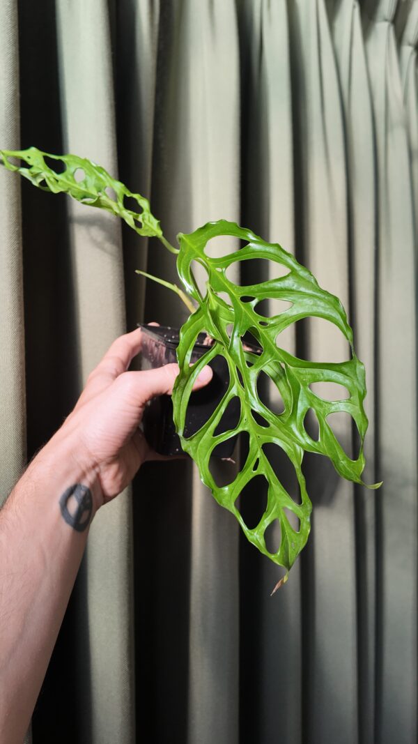 Monstera Obliqua