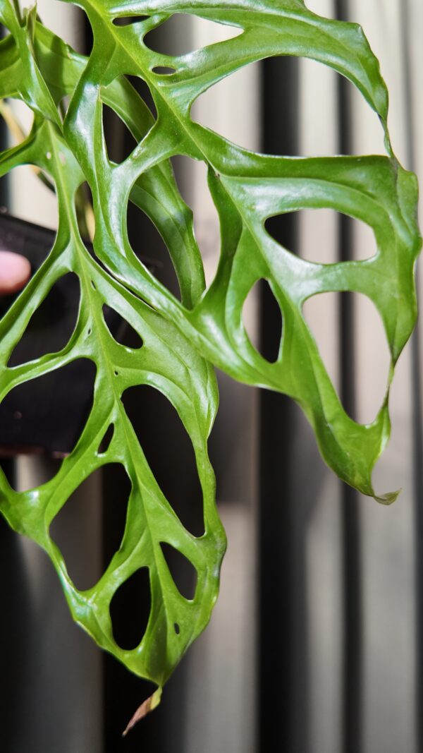 Monstera Obliqua - Imagen 2