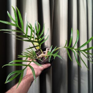Philodendron Tortum