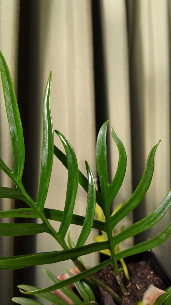Philodendron Tortum - Imagen 2