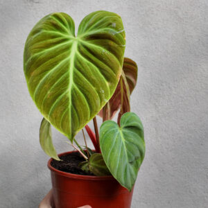 Philodendron El Choco Red
