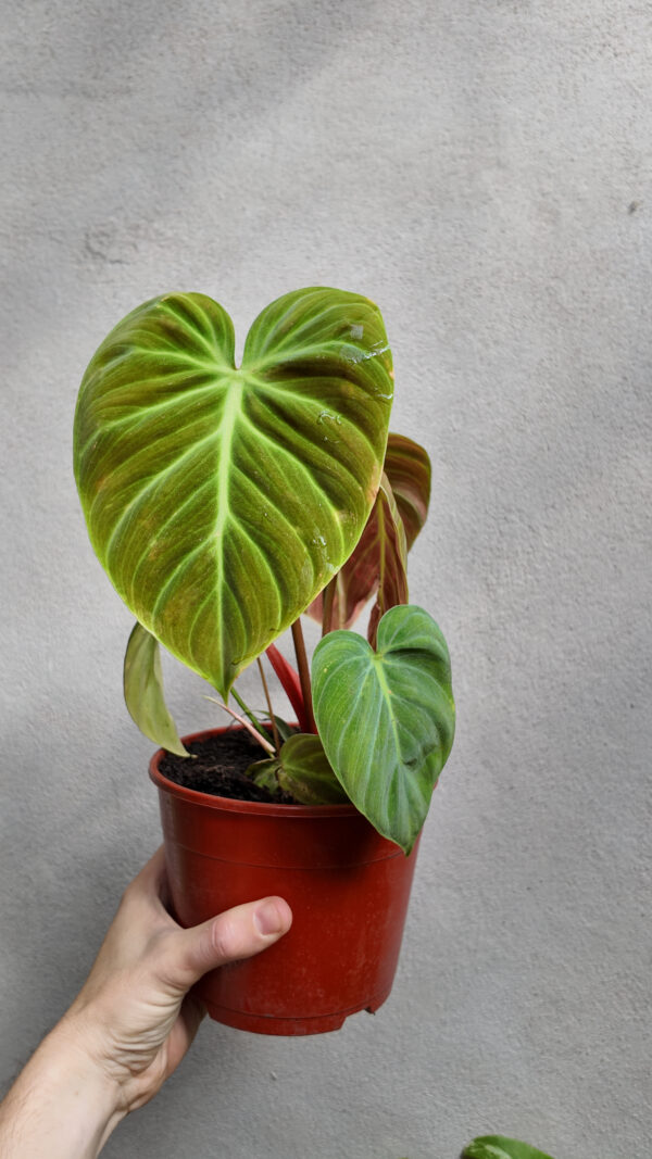 Philodendron El Choco Red