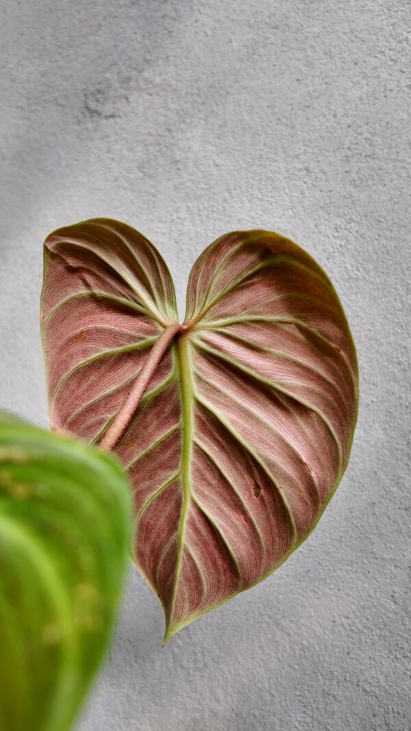 Philodendron El Choco Red - Imagen 2