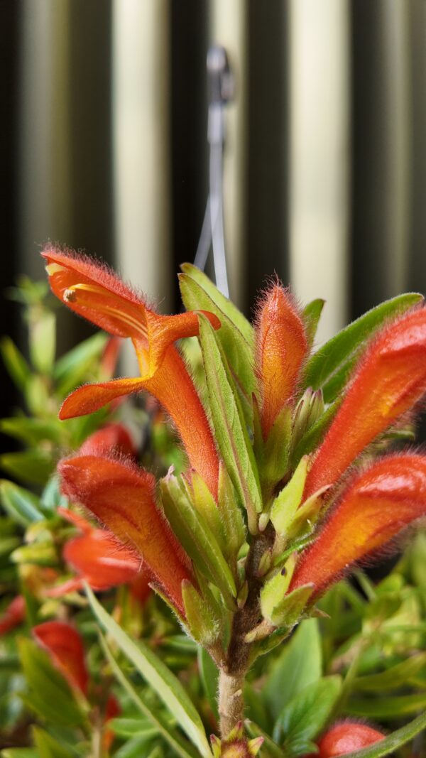 Columnea Hirta - Imagen 2