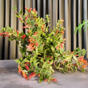 Columnea Hirta