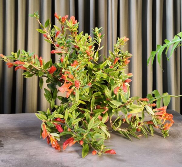 Columnea Hirta