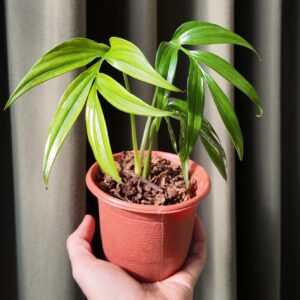 Monstera subpinnata