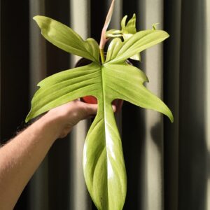 Philodendron Florida Ghost grande