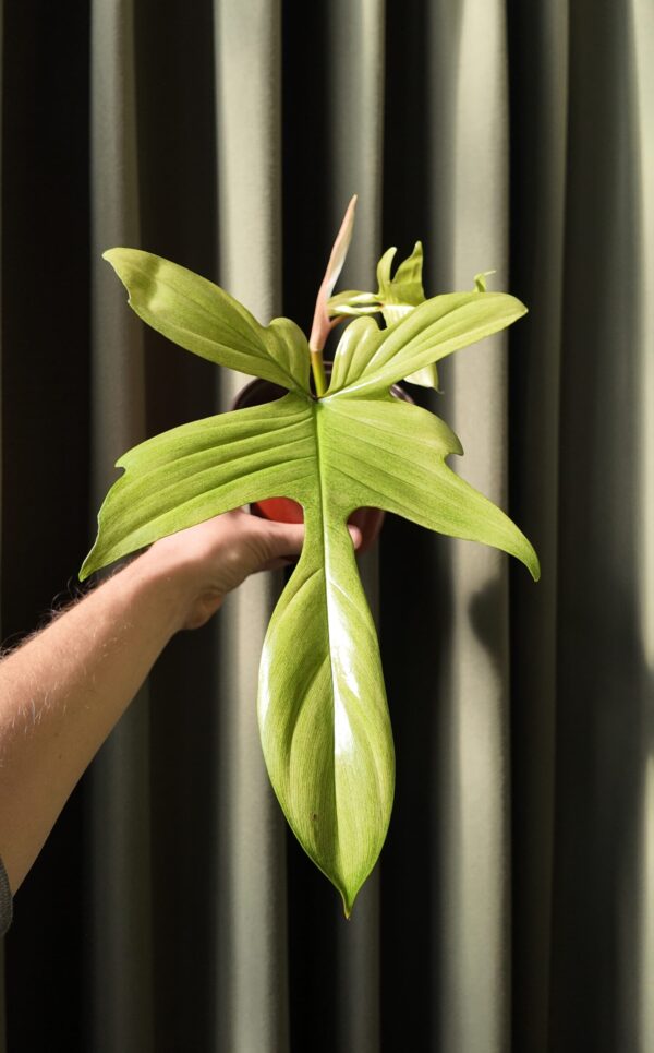 Philodendron Florida Ghost grande