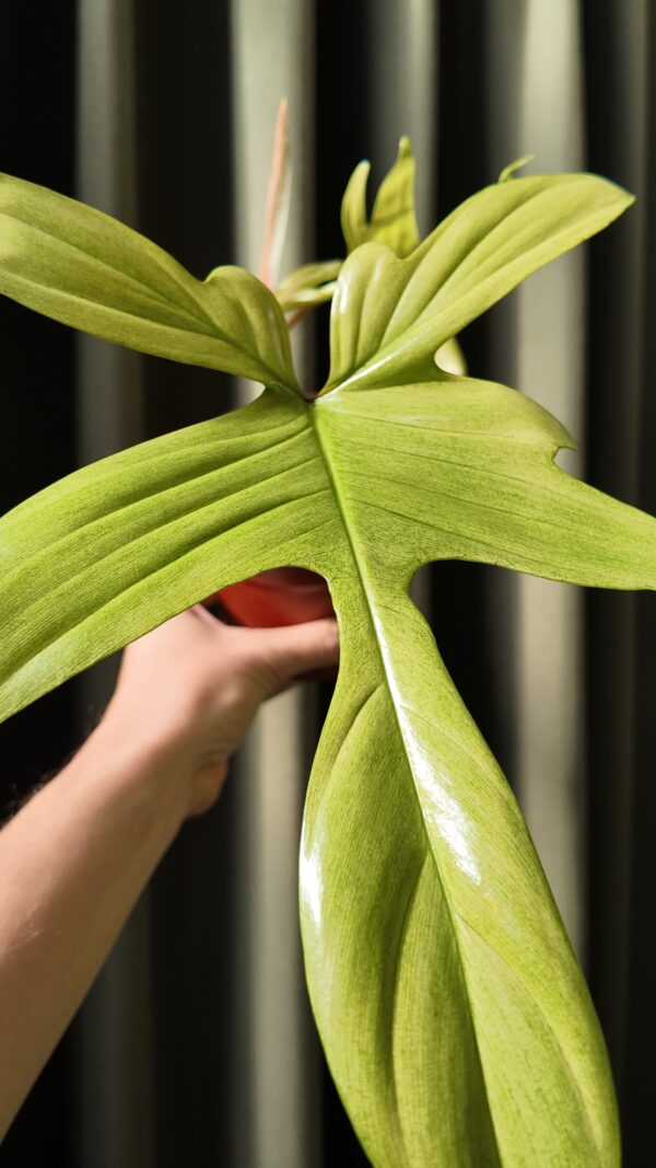 Philodendron Florida Ghost grande - Imagen 2