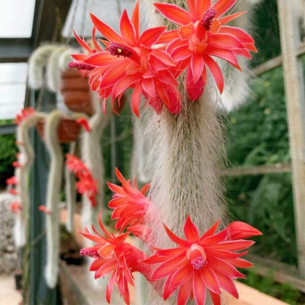 Cleistocactus colademononis - Imagen 3