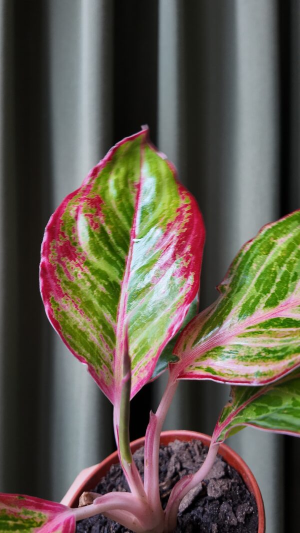Aglaonema Ruby