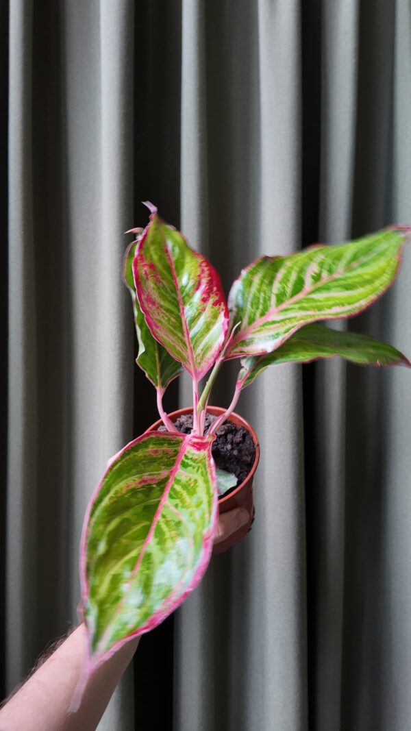 Aglaonema Ruby - Imagen 2
