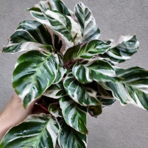 Calathea White fusion