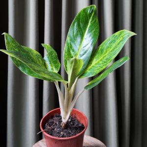 Aglaonema King of Siam