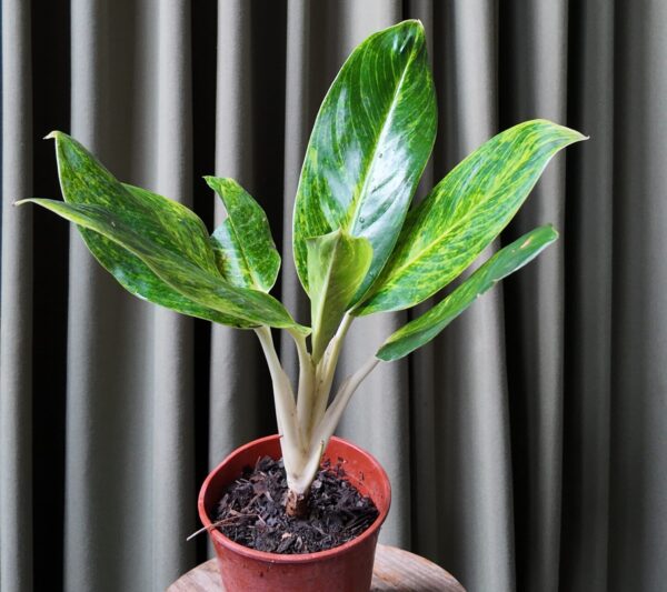 Aglaonema King of Siam