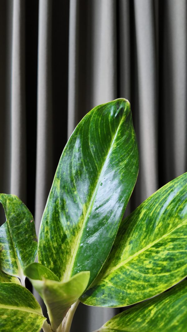 Aglaonema King of Siam - Imagen 2