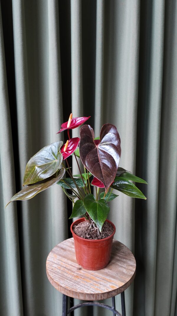 Anthurium Andreanum Chocolate - Imagen 2