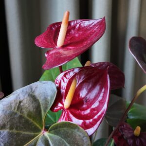 Anthurium Andreanum Chocolate