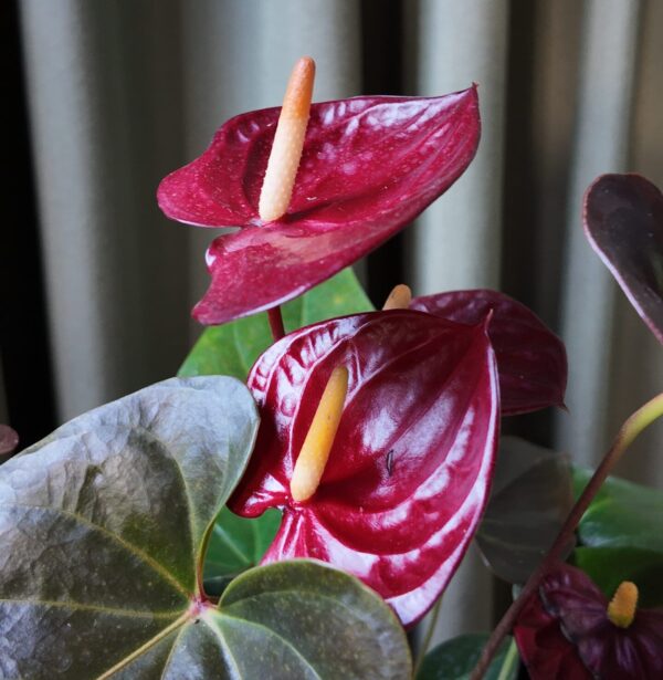 Anthurium Andreanum Chocolate