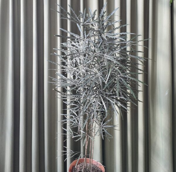 Plerandra elegantissima - Imagen 2