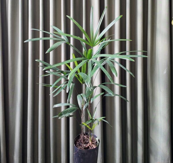 Palmera rhapis