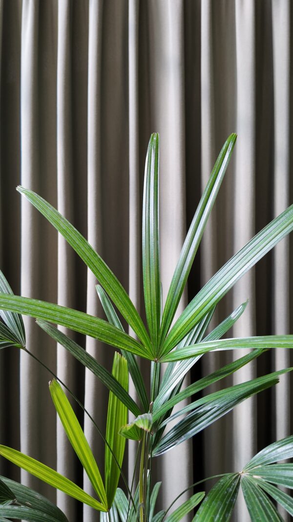 Palmera rhapis - Imagen 2