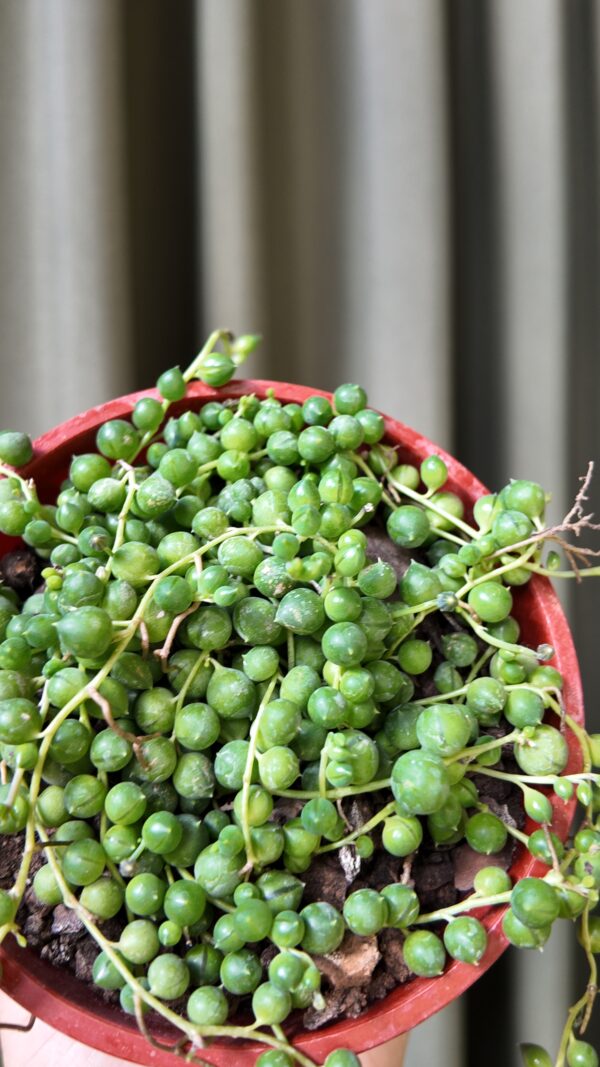 Senecio rowleyanus (Rosario) - Imagen 2