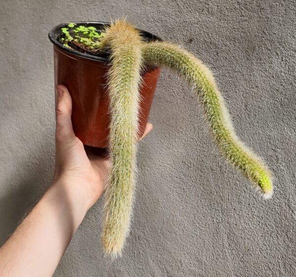 Cleistocactus colademononis