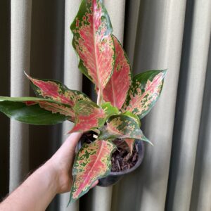 Aglaonema Ruby