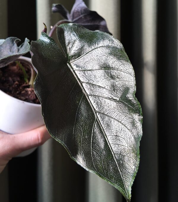 Alocasia Antoro velvet