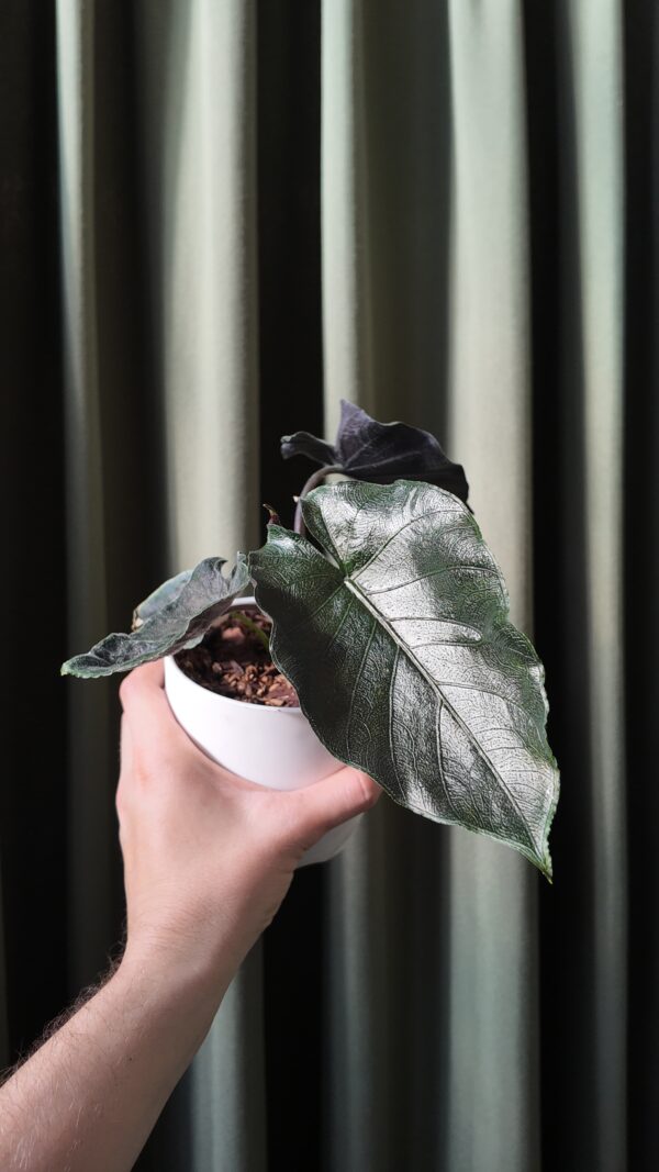 Alocasia Antoro velvet - Imagen 2