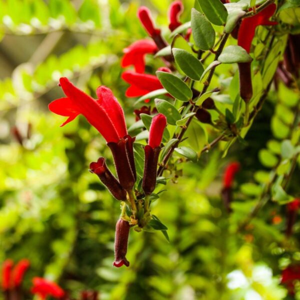 Aeschynanthus radicans (planta lápiz de labios) - Imagen 3