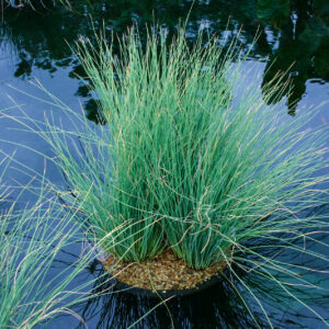 Juncus glauca