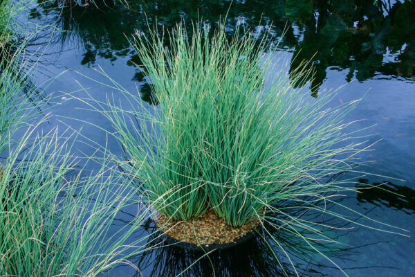 Juncus glauca